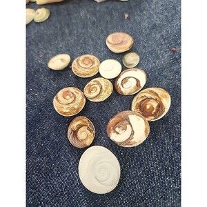 Cat's Eye Shiva - operculum shell turbo jewelry opercula charm Shiva eye 12pc